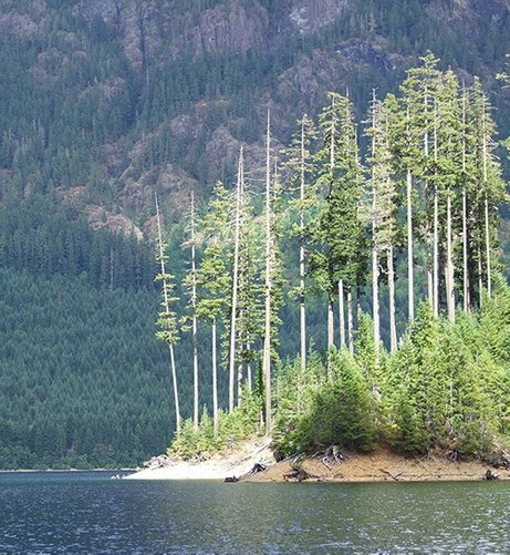 Tall trees on a small island in Buttle Lake