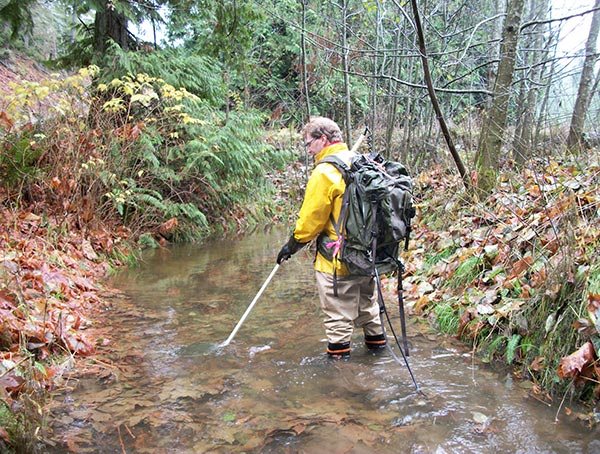 Biologist in waders sampling a forest stream