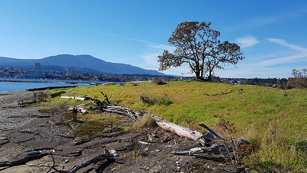 Rocky shoreline meadow and a lone tree, with the city across the water