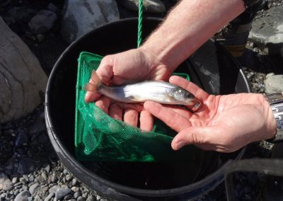 Small fish held in hands over a net during a fish salvage