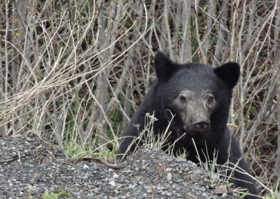 Black bear in the brush