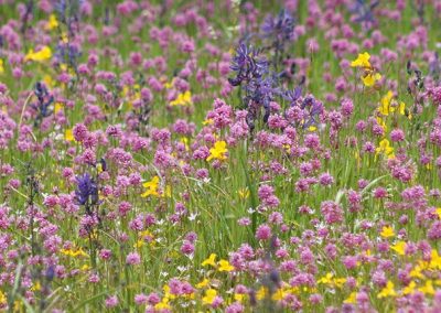 Wildflower meadow on the Harewood Plains