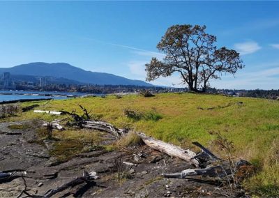 Rocky shoreline meadow and a lone tree, with the city across the water