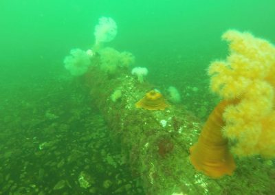 Marine life on the sea floor, from an underwater survey