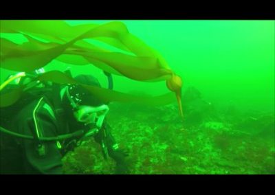 Diver surveying kelp underwater