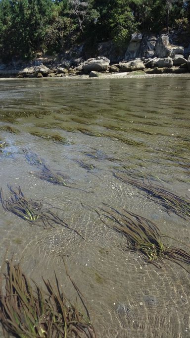 Eelgrass in shallow water