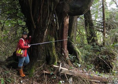Biologist measuring an old-growth tree
