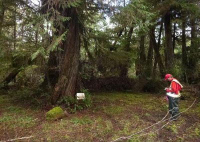 Biologist surveying in an old-growth forest