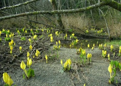 Skunk cabbage blooming in a forest wetland
