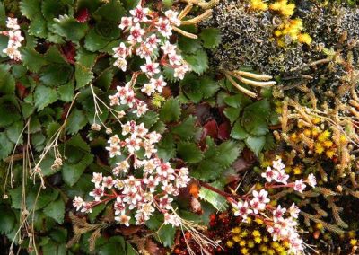 Small wildflowers on a mossy rock bluff