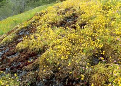 Yellow wildflowers on a rocky bluff above the forest