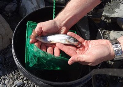 Small fish held in hands over a bucket during a fish salvage