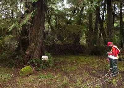 Biologist in a safety vest surveying in an old forest